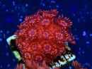 WYSIWYG Goniopora