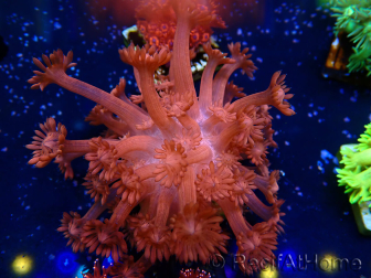 WYSIWYG Goniopora