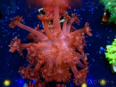 WYSIWYG Goniopora