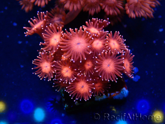 WYSIWYG Goniopora