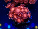 WYSIWYG Goniopora 9J6
