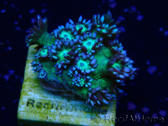 WYSIWYG Goniopora 9K1