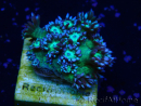 WYSIWYG Goniopora