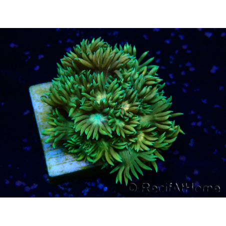 WYSIWYG Goniopora