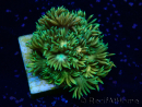 WYSIWYG Goniopora