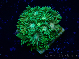 WYSIWYG Goniopora 9K3