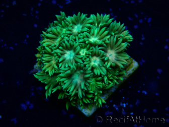 WYSIWYG Goniopora