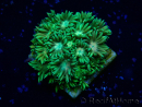 WYSIWYG Goniopora 9K3