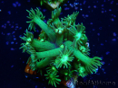 WYSIWYG Goniopora 9K4