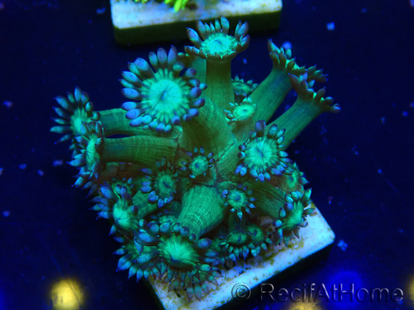 WYSIWYG Goniopora 9K6