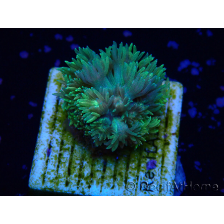 WYSIWYG Goniopora 9L1