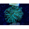WYSIWYG Goniopora 9L2