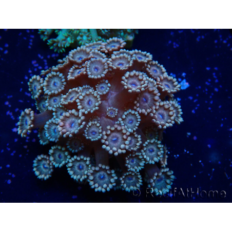 WYSIWYG Goniopora