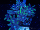 WYSIWYG Clavularia sp 20N1