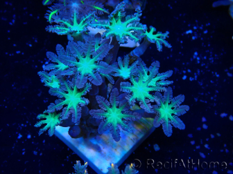WYSIWYG Clavularia