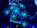 WYSIWYG Clavularia