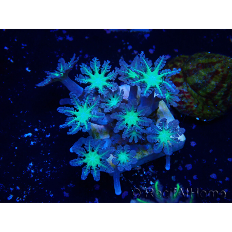 WYSIWYG Clavularia