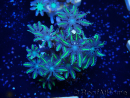 WYSIWYG Clavularia