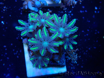 WYSIWYG Clavularia sp 20O4