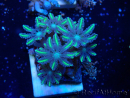 WYSIWYG Clavularia