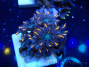 WYSIWYG Clavularia sp 20O6
