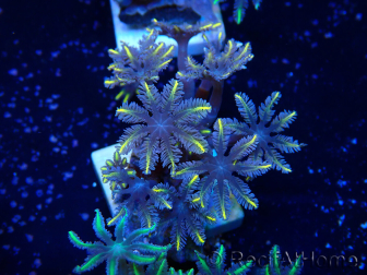 WYSIWYG Clavularia