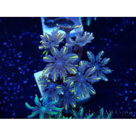 WYSIWYG Clavularia