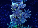 WYSIWYG Clavularia