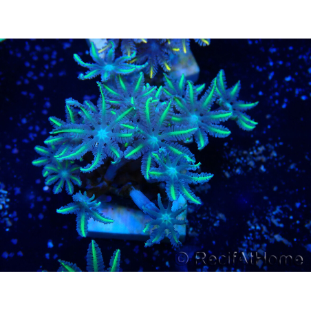 WYSIWYG Clavularia