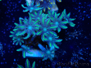 WYSIWYG Clavularia
