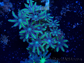 WYSIWYG Clavularia