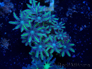WYSIWYG Clavularia