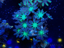 WYSIWYG Clavularia