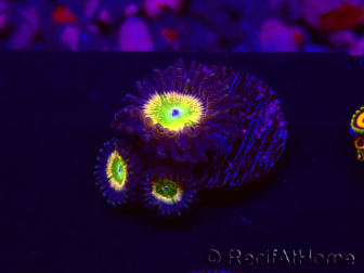 WYSIWYG - Zoanthus Tinkerbells 30A4