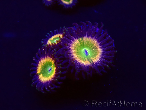 WYSIWYG - Zoanthus Tinkerbells
