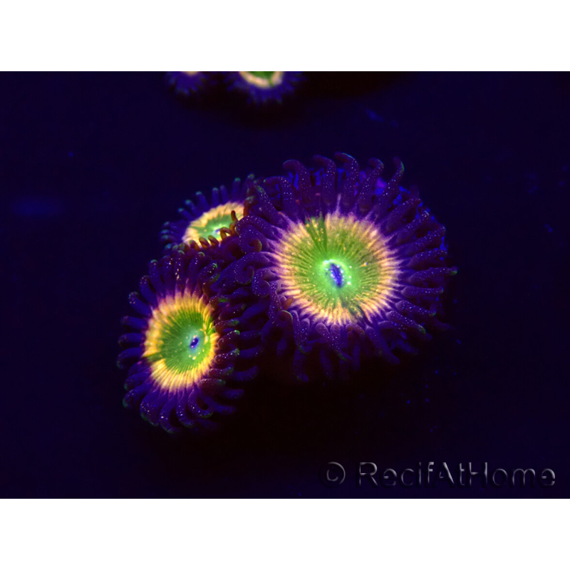 WYSIWYG - Zoanthus Tinkerbells