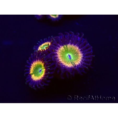 WYSIWYG - Zoanthus Tinkerbells