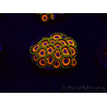 WYSIWYG - Zoanthus King Midas