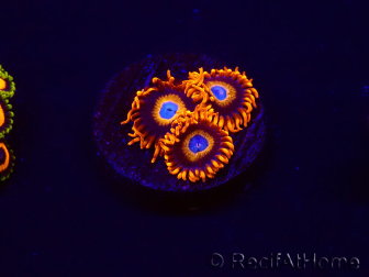 WYSIWYG - Zoanthus Tequila Sunrise 30C10