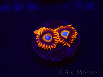 WYSIWYG - Zoanthus Tequila Sunrise 30C11