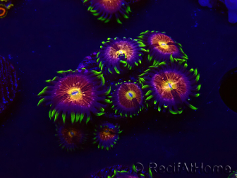 WYSIWYG - WWC Nirvana Palythoa 30D2