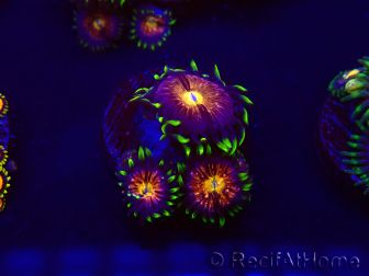 WYSIWYG - WWC Nirvana Palythoa 30D3