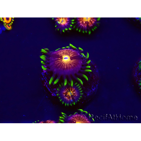 WYSIWYG - WWC Nirvana Palythoa 30D4