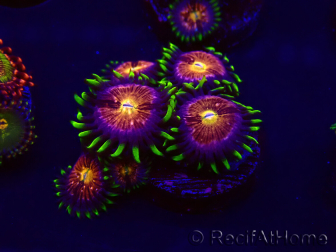 WYSIWYG - WWC Nirvana Palythoa 30D5