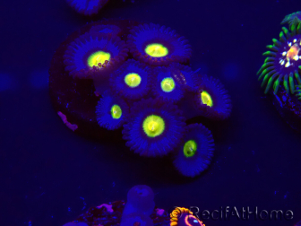 WYSIWYG - WWC Zoanthus AOI 30D11