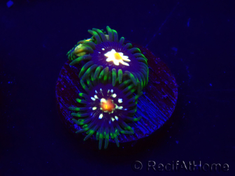 WYSIWYG - JF Zoanthus Stargazer 30E6