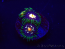 WYSIWYG - JF Zoanthus Stargazer 30E6