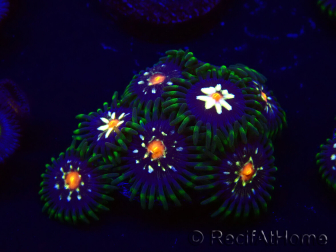 WYSIWYG - Zoanthus Eyes Of Rah