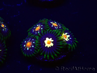 WYSIWYG - JF Zoanthus Stargazer 30F8