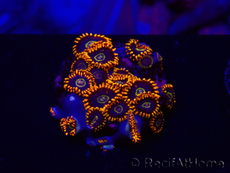 WYSIWYG - Zoanthus Rainbow Hornet 30G1